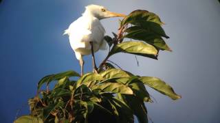 Héron garde-bœufs (Bubulcus ibis)