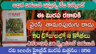 #mirchi #RCH #Banjara856 #seed వైరస్ ను తట్టుకొని అధిక దిగుబడి ఇచే మిరప రకం