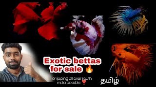 Quality Exotic bettas for sale 🔥 | Shipping details explained ✌️ | @aquapetsfarmtamil4785 | தமிழ்