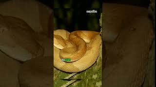 Ribuan ular bersarang di pulau ini!Hati-hati!#trendingshorts #shorts #ular #viral#snake #shortvideo