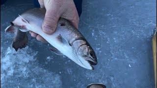 Playing hookie and catching brookies