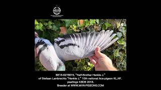 BE16-6278615, “H-Brother Henkie J” Stefaan Lambrechts “Henkie J” 10. Nat ACE-P. KL.HF. YL KBDB 2018