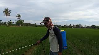 Mengendalikan gulma di sela tanaman padi