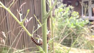 The Importance Of Ragwort