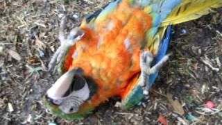 Super Cute Macaw