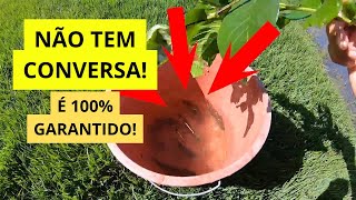 Melhor ISCA NATURAL para tucunaré!