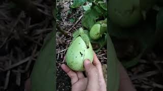 Harvest Eggplant and Chili | Panen Terong, Cabai Rawit, dan Leunca #organicfarming #panendikebun