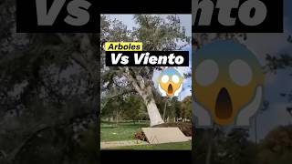 Árboles vs. El viento 💨🌳 #árboles #arboles #arboriculture #naturaleza #jardines #desplome