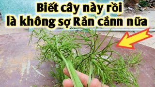 Loại cây trị Rắn cắnn, hen suyễn rất hay.PHAN HẢI Vlog