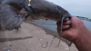 Nice FLATHEAD Ohio River  Fishing 6-1-21