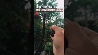 TIPS PETIK BUAH TIN, sepele sih, tapi masih banyak yg ninggalin batang buah, yuk dicoba #pondoktin