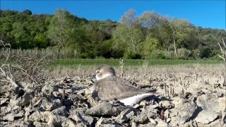 Beločeli deževnik - Fratino - Kentish plover