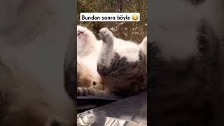 Güneş doğmadan iş mi olur😂#shorts #keşfet #öneçıkar #videos #kedi #cat #sabah #işler #cuma #güneş