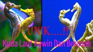 Wajib Nonton: Fakta Unik Kuda Laut Kawin | Pejantan Yang Mengandung Dan Beranak