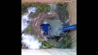 "Incredible Bird Nesting: Witness Nature's Master Architects in Action!".