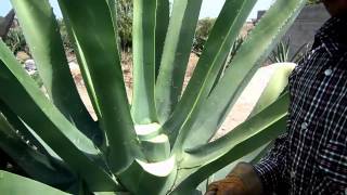 Capado de Maguey para Obtencion de Aguamiel