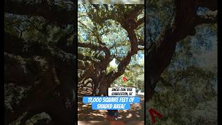 4 quick facts about Angel Oak in Charleston, SC! #charleston #southcarolina #trees #tourist #facts