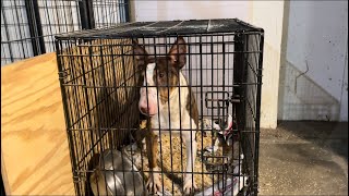 🔥🔥 Liver Colored Tri Bull Terrier Puppy 🔥🔥