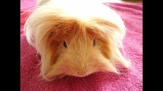 Langharige Cavia Borstelen