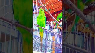 Talking Parrot | Green Ringneck | #talkingparrot #talkingparakeet