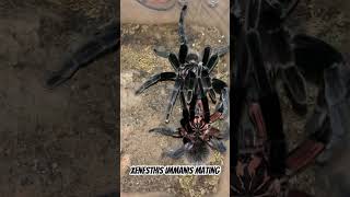 Xenesthis immanis mating #xenesthis #tarantula #tarantulas #spider #breeding