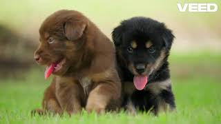 Rottweiler puppy vijf essentiële feiten gedeeld over Rottweilers.#pets #Rottweiler  #Huisdieren #ani