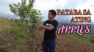 Pataba para sa ating mga Apples and other fruit trees.