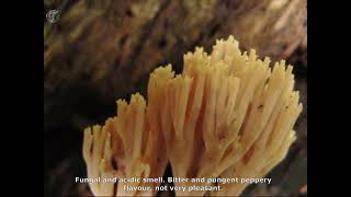 Ramaria stricta. Champimaginatis. English Text.