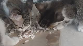 Kucing "kucil" 5 ekor makan bersama dengan induknya