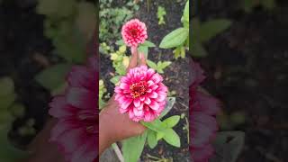 SOMBONGKU!! ZinniaKu!! #organickitchen #merauke #meraukepapua #zinnia #zinnias #bunga #bungacantik