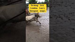 PACU JAWI (STORY) MOMEN LUCU KETIKA SAPI LEPAS #pacujawi #minangkabau #sapi #minangkabau #viral