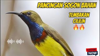 PANCINGAN SOGON BAHAN MATERI CILILIN PANJANG 🔥🔥#sogon #pancingansogon