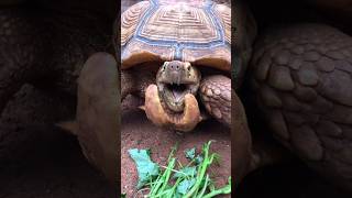 Tortoise Saved from Painful Horn Growth! Amazing Rescue #shorts