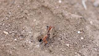 Small black ants attacking Red Harvester Ant (Pogonomyrmex barbatus)