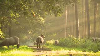 Sheeps in Jungle