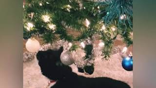 Tuxedo Tiki Cat playing Christmas Tree balls/MERRY CHRISTMAS! #TuxedoCat #Cat #SHORTS