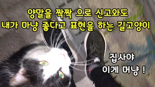 수술한 친구를 기다리다 반겨주는 길고양이 중성화수술후 방사