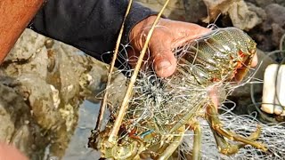 LOBSTER BISA DI DAPAT DENGAN ALAT SEDERHANA DENGAN MUDAH HASILNYA MNAKJUBKAN