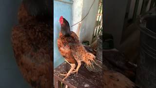 Ayam bulbi amat keren gays #ayambulbi #ayambangkokklasik #ayamkhoyngon