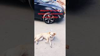 Así reacciona perro que encuentra a amigo humano