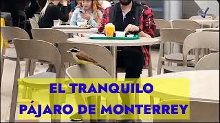 El tranquilo Pájaro 🐦 de Monterrey