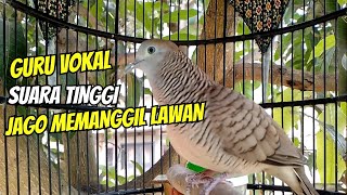 Perkutut Lokal Gacor - jantan Suara Kristal