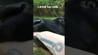 My Cow Eats Me Alive!