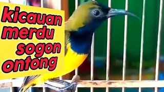 Kicauan sogon ontong jantan yang merdu#short