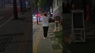 억지로 산책하는거 아임다 #강아지 #산책 #즐거워 #shorts