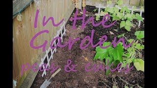 Peas & Cucumbers In the Garden