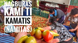 Vlog 21: NAMITAS kami ng KAMATIS-Buhay Gardenero