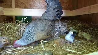 Brandy Hatched Her Chicks!!! Compilation Week 1