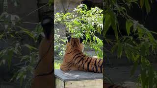 The Malayan tiger is one of the smallest tiger subspecies, weighing up to 260 pounds.