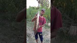 sneaked #fish #amazing #fishing #jk #bhojpuri #shorts #river